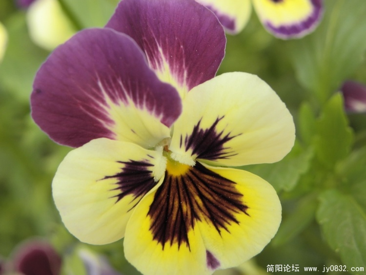 花3.jpg