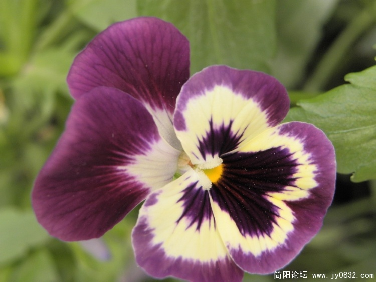 花7.jpg