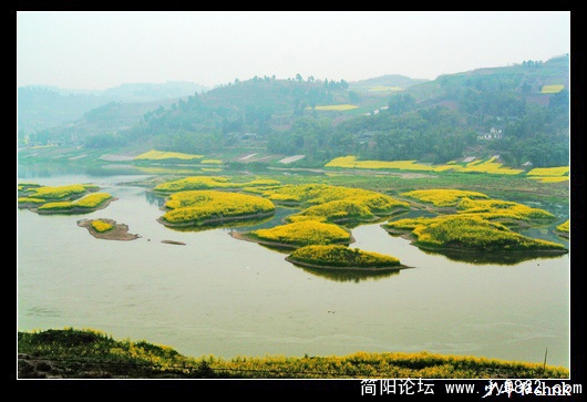 沱江江心菜花岛.jpg