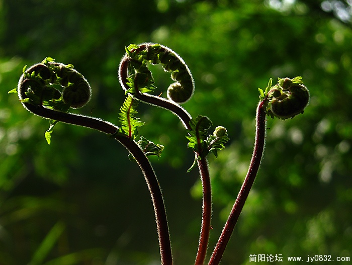 蕨菜 (2).jpg