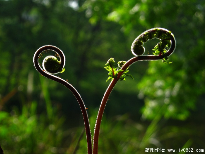 蕨菜 (1).jpg