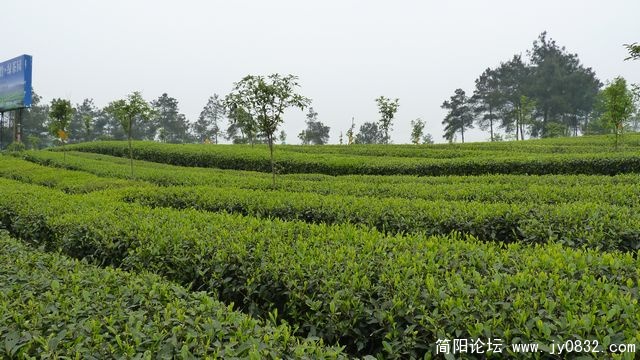 生态茶园