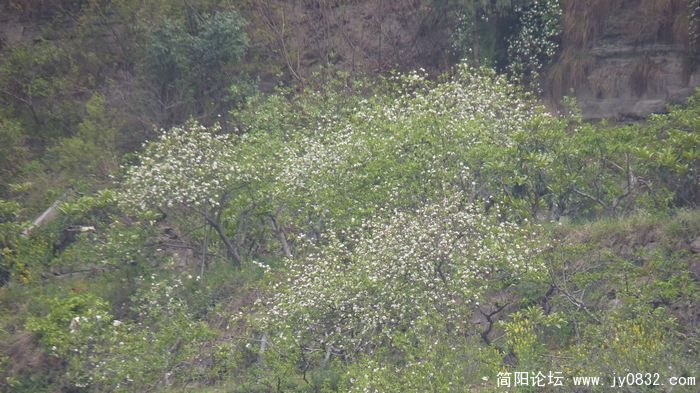 P1000547.jpg