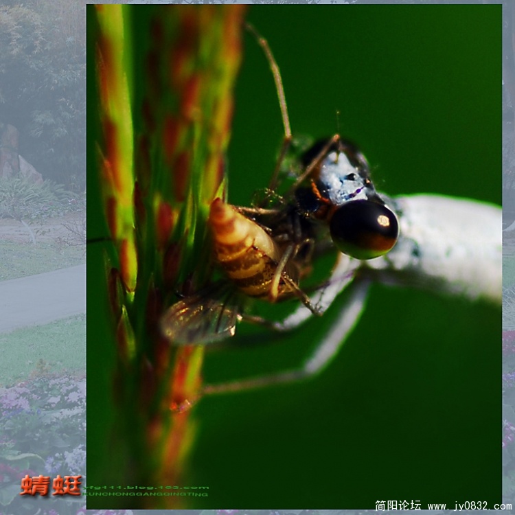 蜻蜓目——10副本.jpg