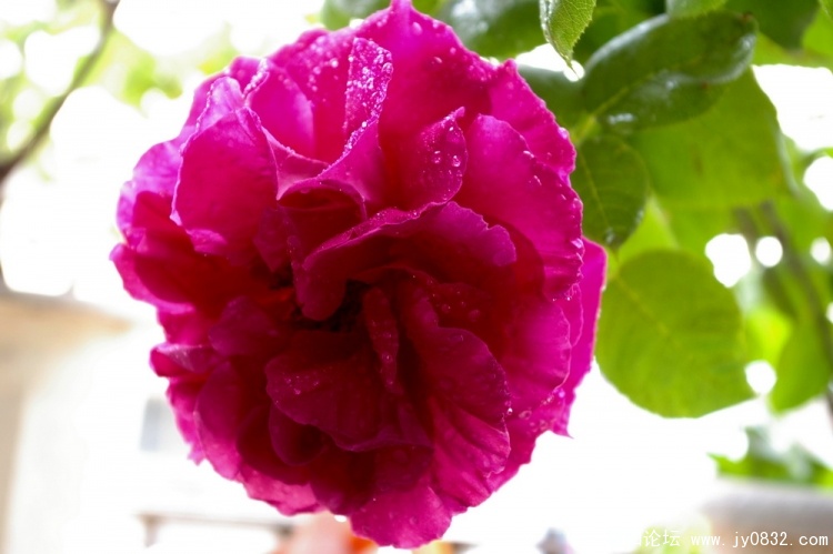 IMGP5618.jpg