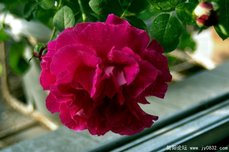 IMGP5623.jpg