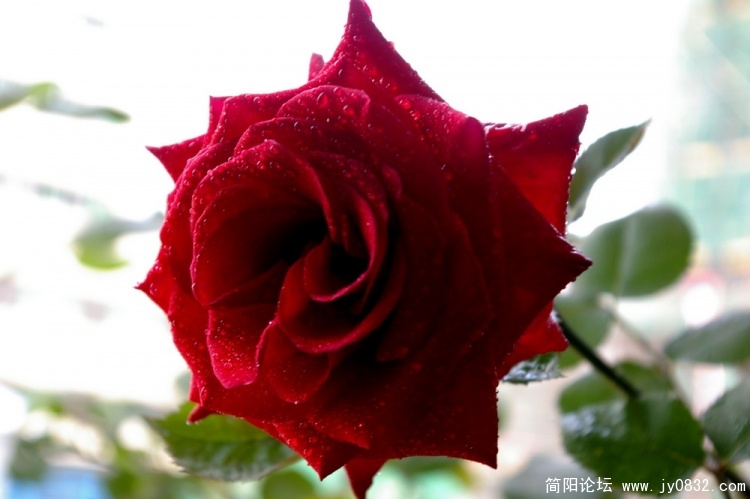 IMGP5619.jpg