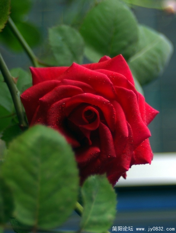 IMGP5634.jpg