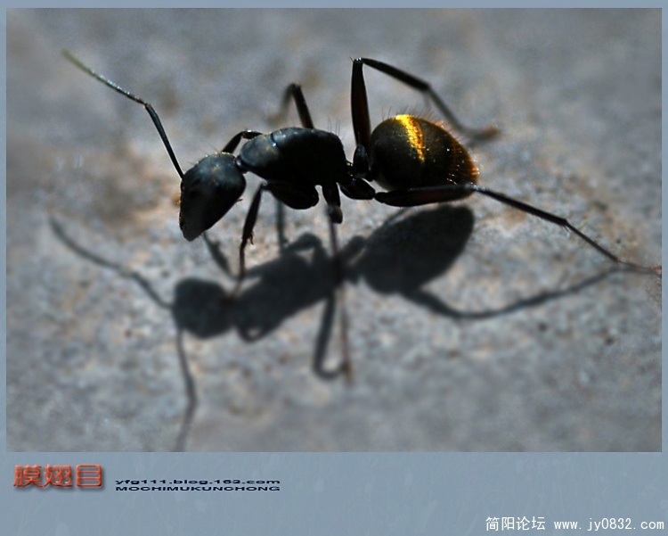 膜翅目——03副本.jpg