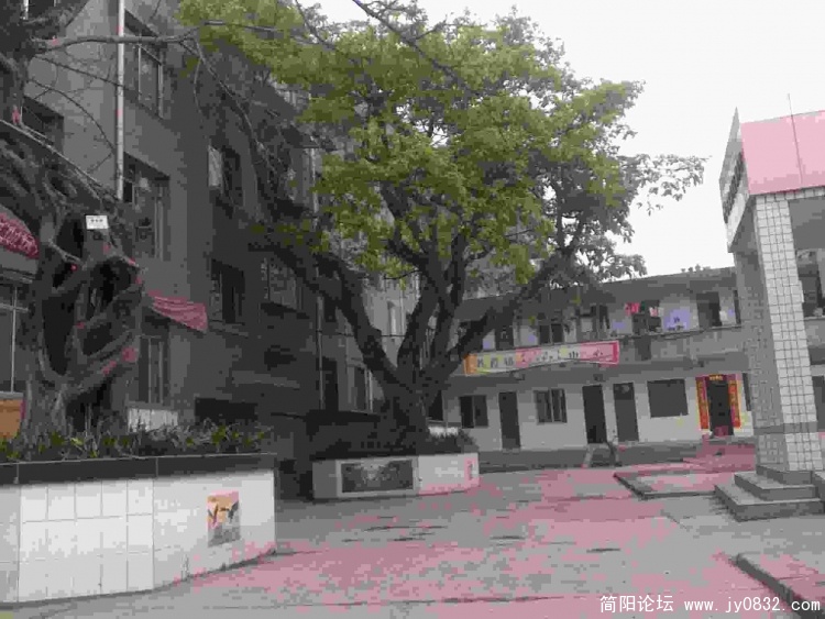 两棵千年黄葛树