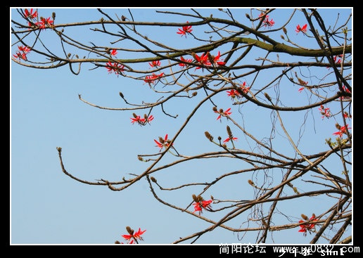 刺桐树.jpg