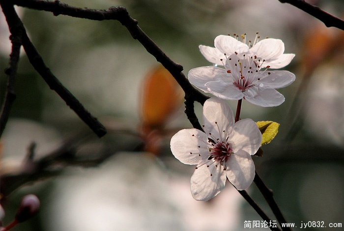 IMG_0252副本.jpg