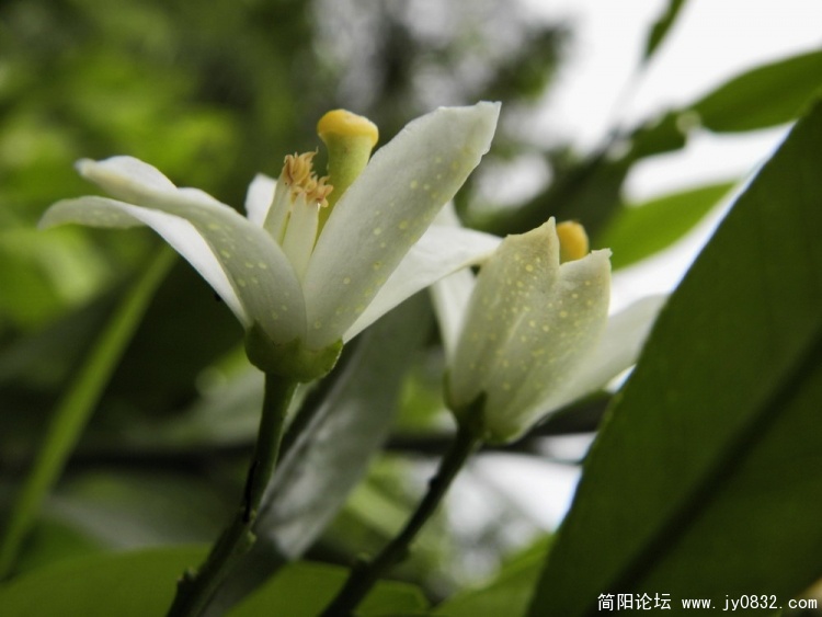 柑橘花.jpg