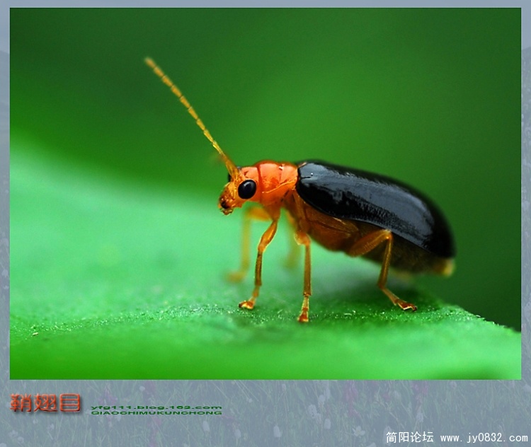 鞘翅目——01副本.jpg
