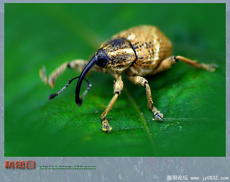 鞘翅目——03副本.jpg