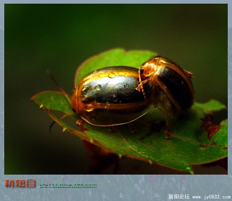 鞘翅目——04副本.jpg