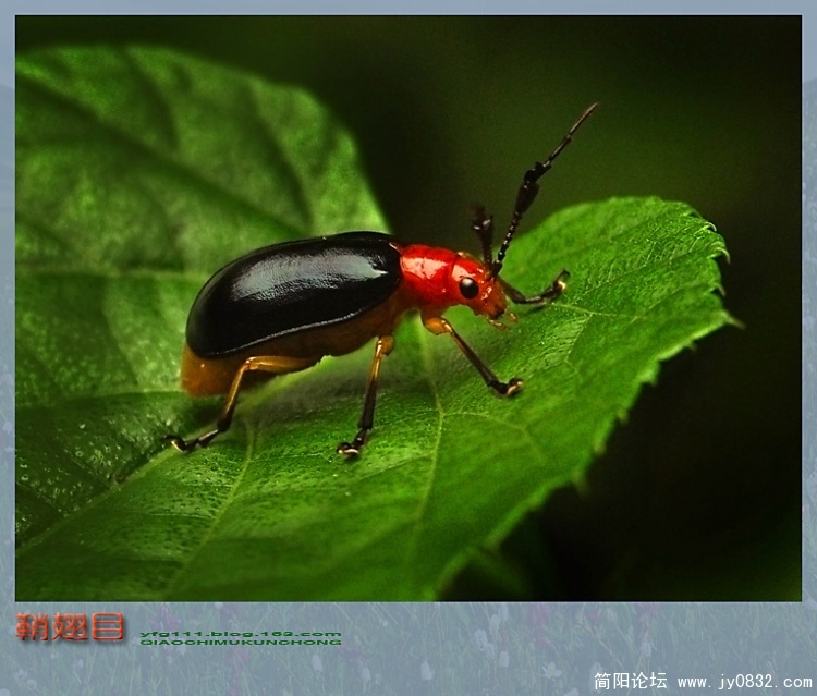 鞘翅目——07副本.jpg