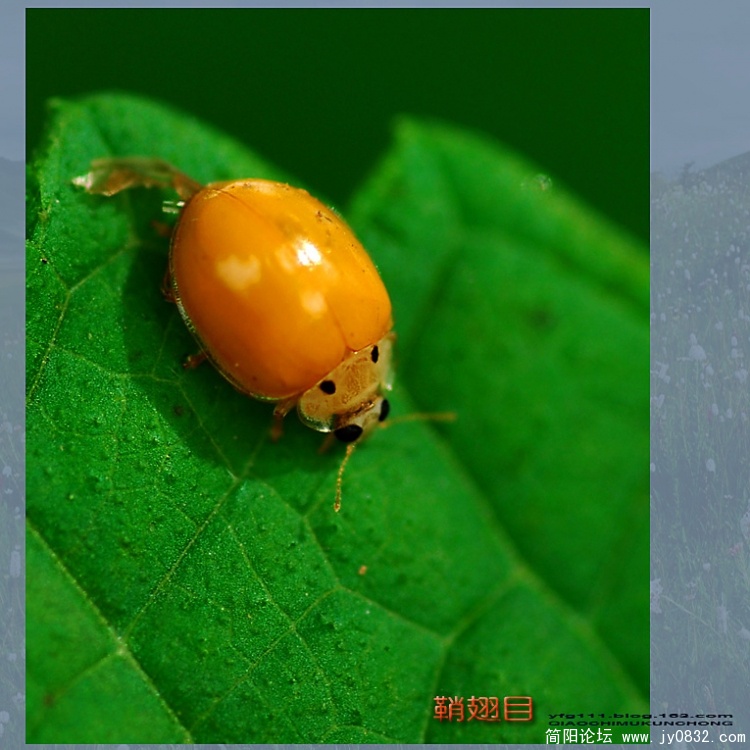 鞘翅目——15副本.jpg