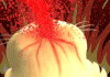 未命名.gif