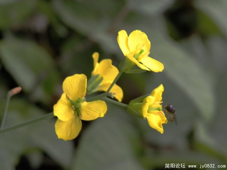 小花3.jpg