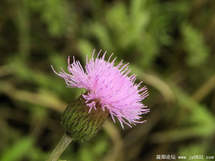 小花.jpg