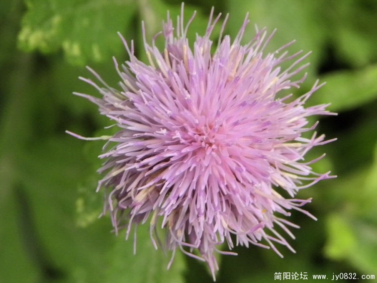 小花2.jpg