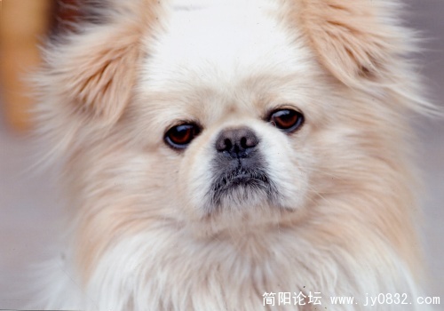 特写狗小照.jpg