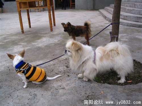 葫彭家狗小照.jpg