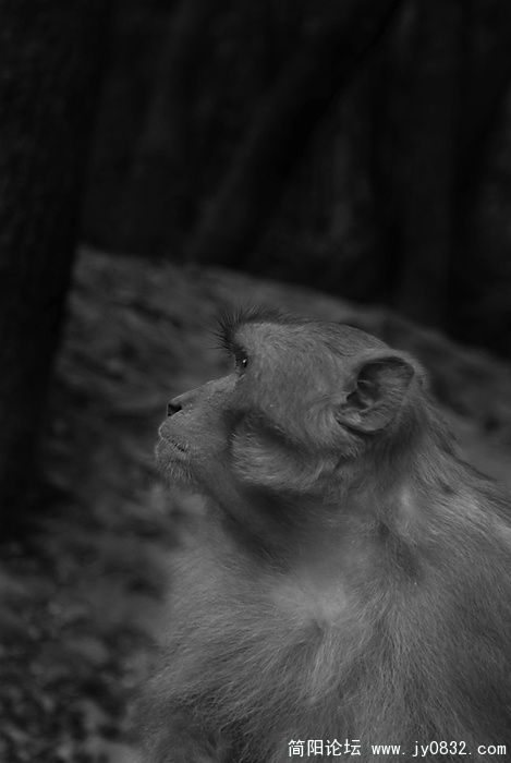 DSC01285副本副本1.jpg