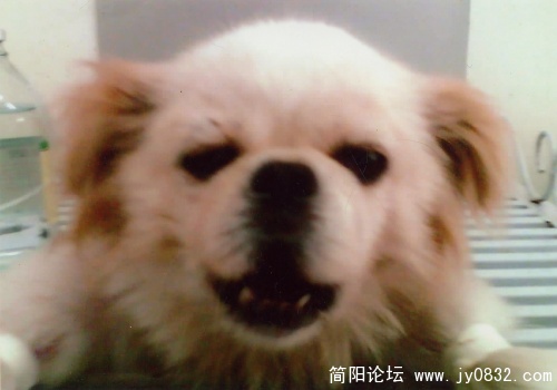 病床狗小照.jpg