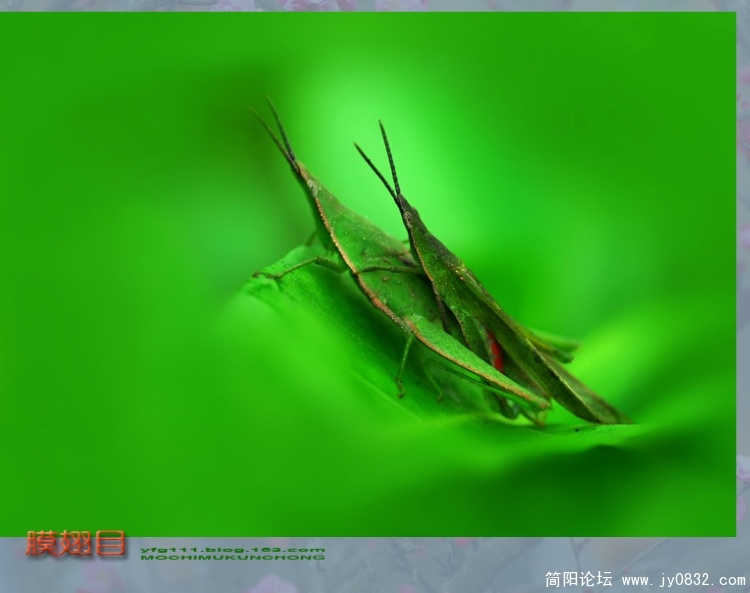 膜翅目之一—10.jpg