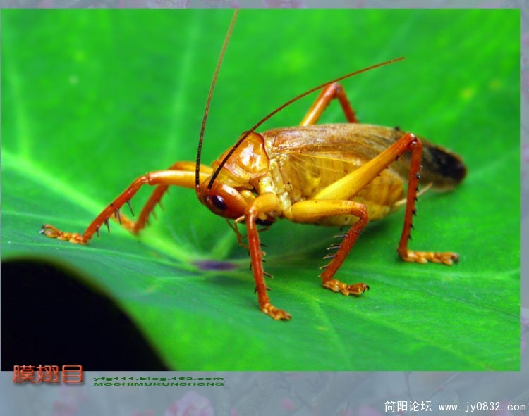 膜翅目之一—03副本.jpg