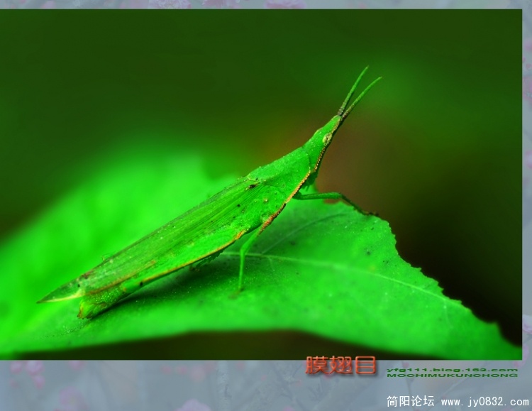膜翅目之一—11.jpg