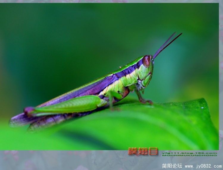 膜翅目之一—12副本.jpg