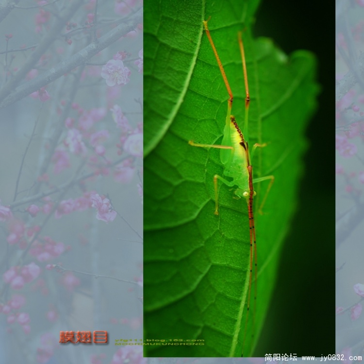 膜翅目之一—13副本.jpg
