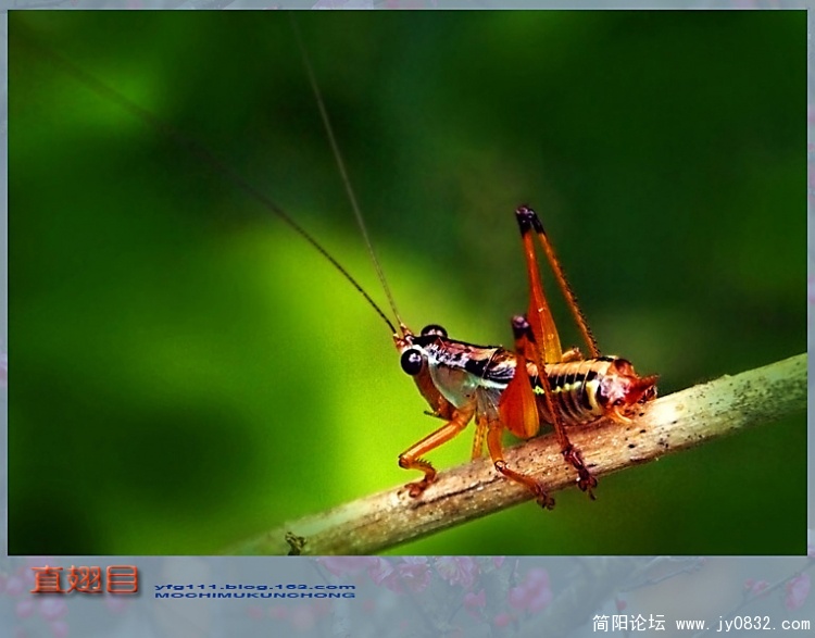 直翅目之一—01副本.jpg