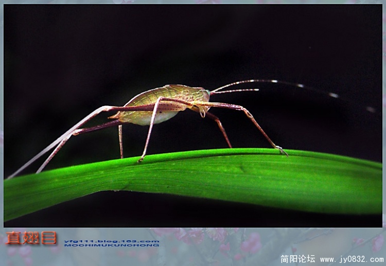 直翅目之一—09副本.jpg