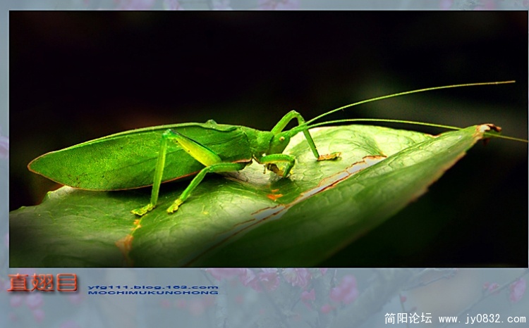 直翅目之一—13副本.jpg