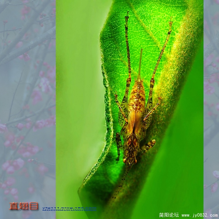 直翅目之一—17副本.jpg