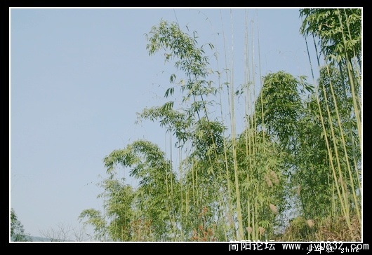 翠竹婆娑.jpg