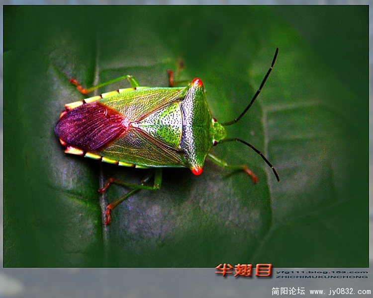 半翅目昆虫——01副本.jpg