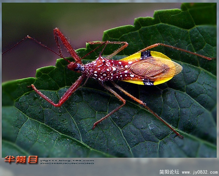 半翅目昆虫——08副本.jpg