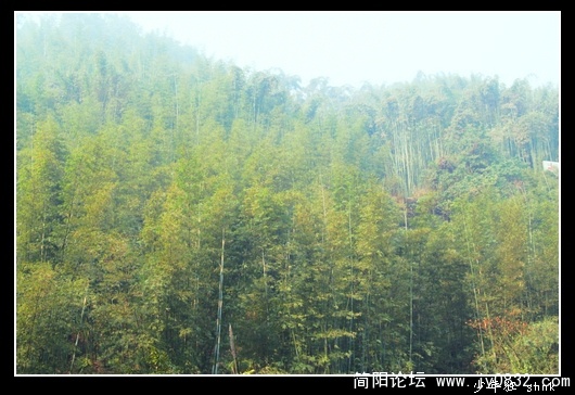 竹海.jpg