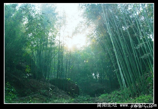 修竹万杆.jpg