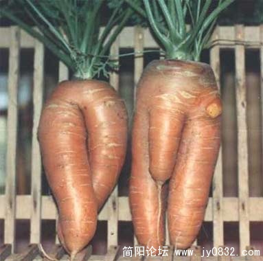 萝卜.jpeg