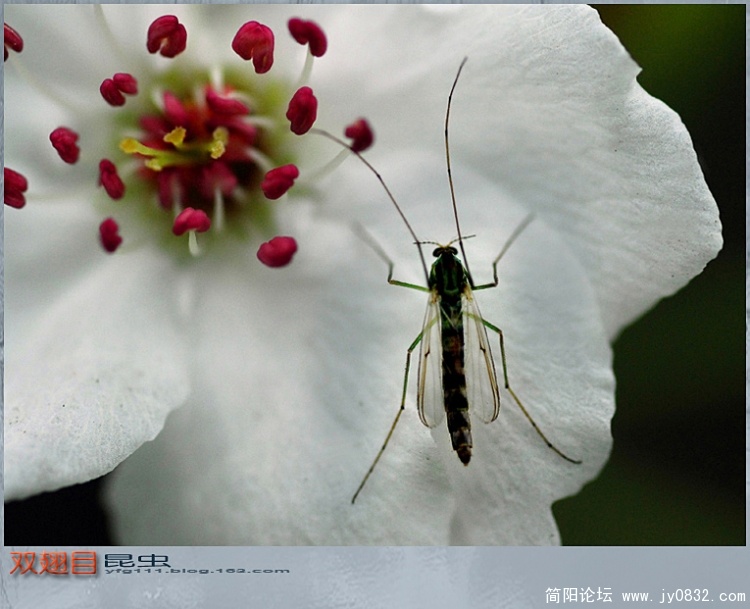 双翅目昆虫——03a副本.jpg