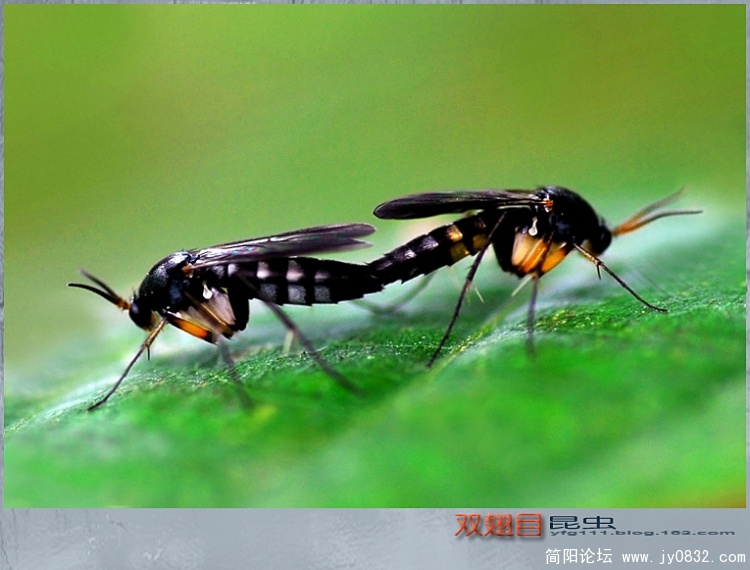 双翅目昆虫——02a副本.jpg