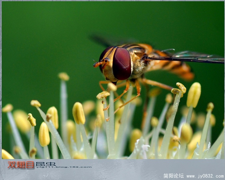 双翅目昆虫——06a副本.jpg