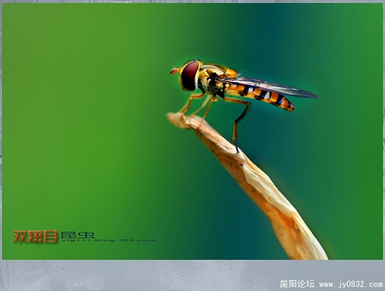 双翅目昆虫——01a副本.jpg