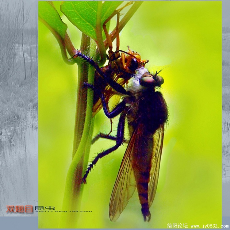 双翅目昆虫——11a副本.jpg
